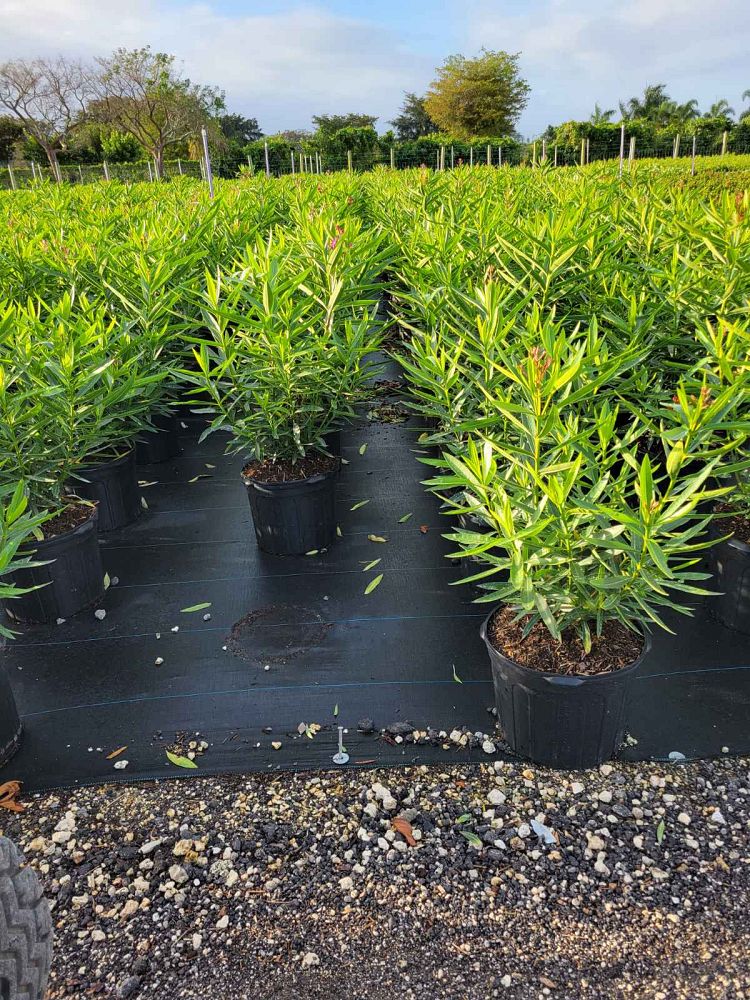 nerium-oleander-calypso-oleander