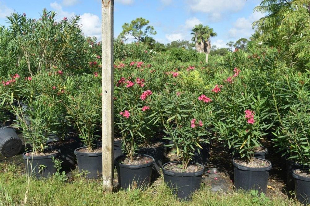 nerium-oleander-calypso-oleander