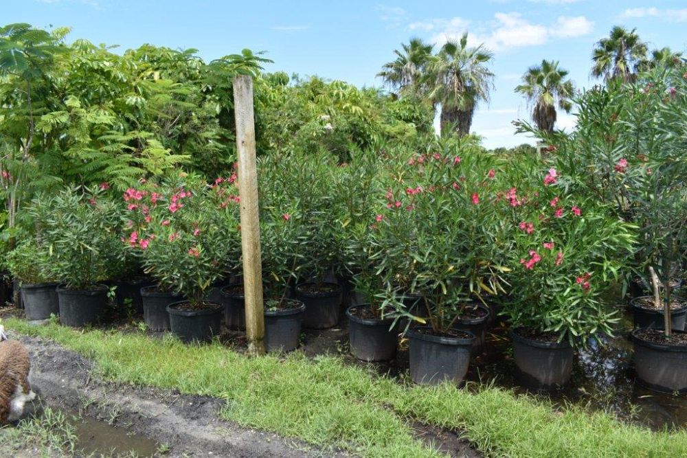 nerium-oleander-calypso-oleander