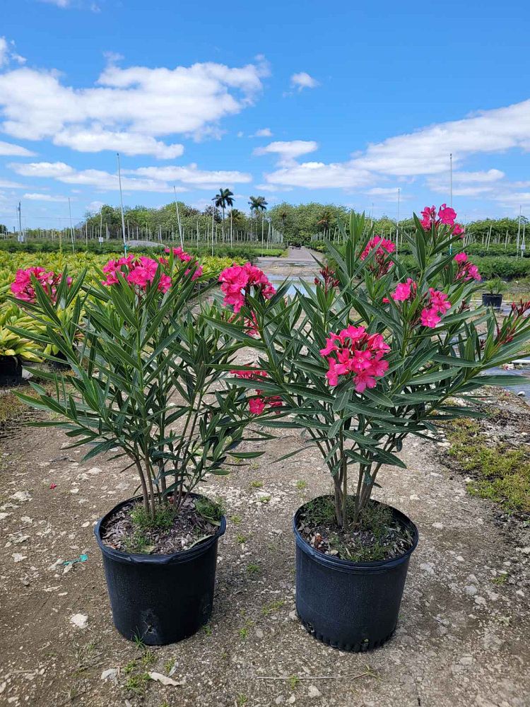 nerium-oleander-calypso-oleander