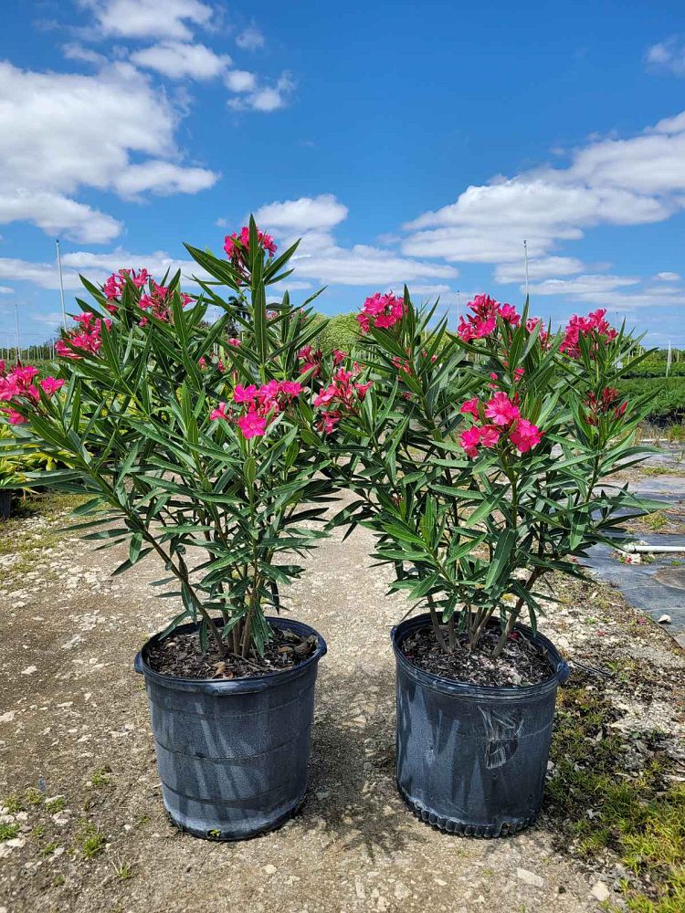 nerium-oleander-calypso-oleander