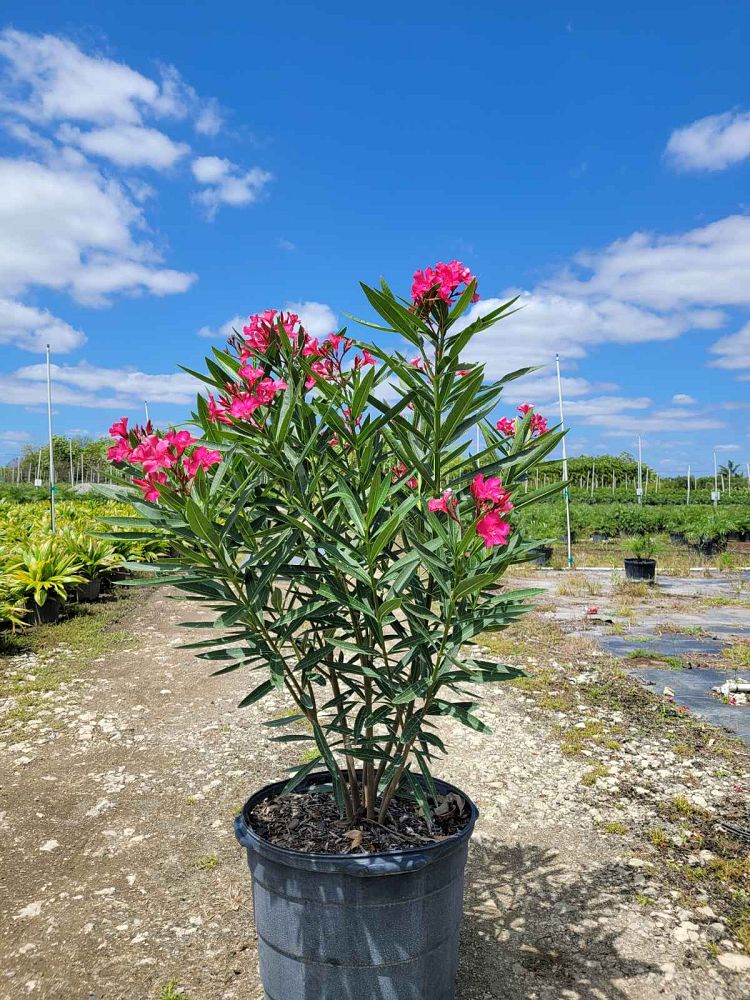 nerium-oleander-calypso-oleander