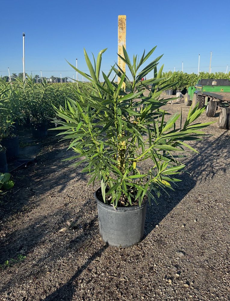 nerium-oleander-calypso-oleander