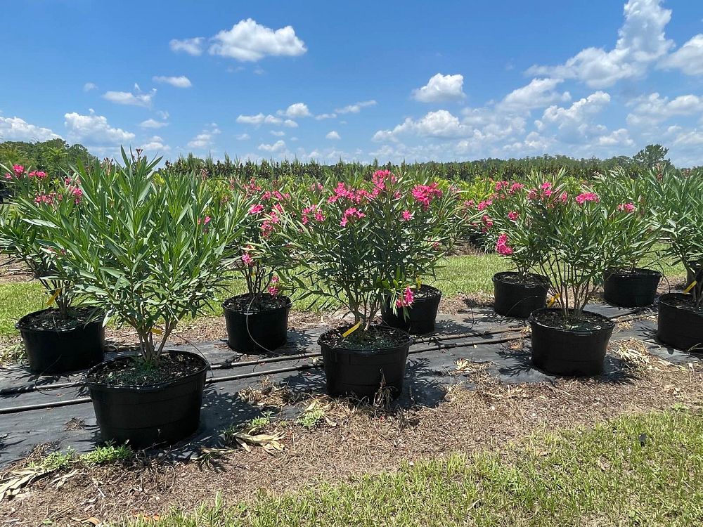 nerium-oleander-calypso-oleander