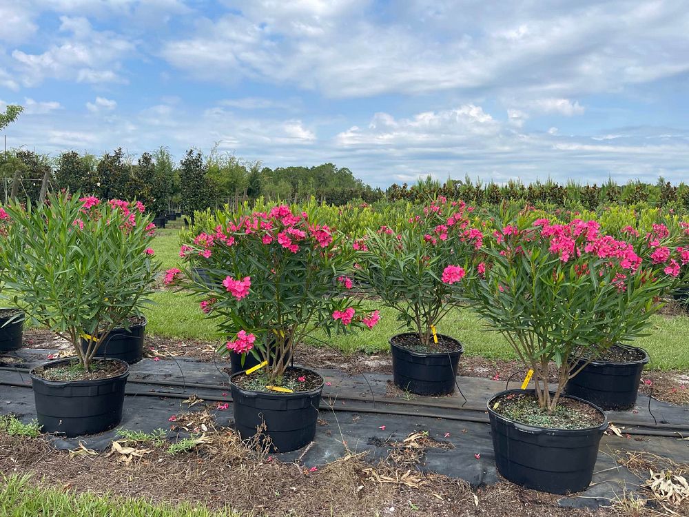nerium-oleander-calypso-oleander