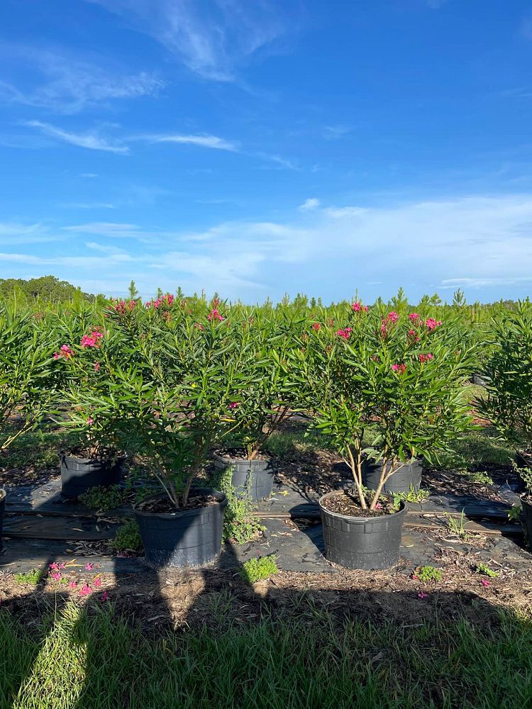nerium-oleander-calypso-oleander