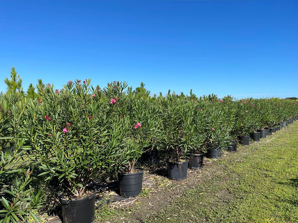 nerium-oleander-calypso-oleander
