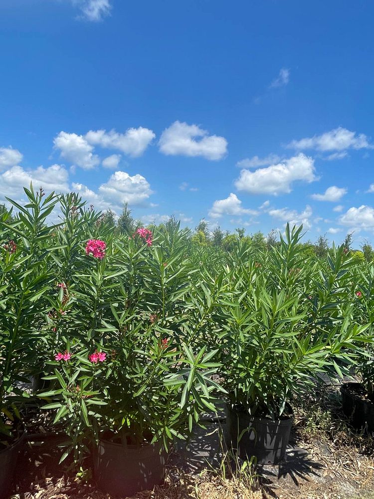 nerium-oleander-calypso-oleander