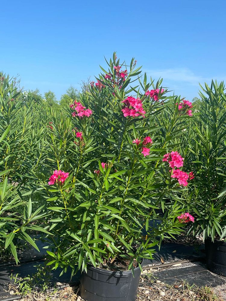 nerium-oleander-calypso-oleander