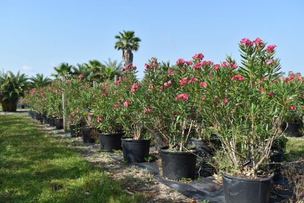 nerium-oleander-calypso-oleander