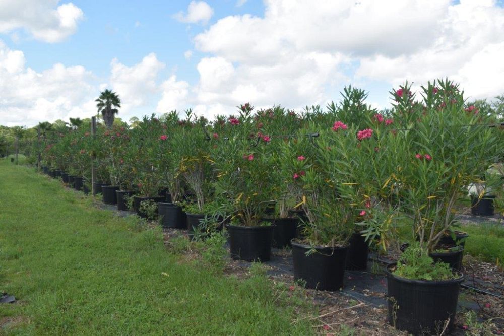 nerium-oleander-calypso-oleander