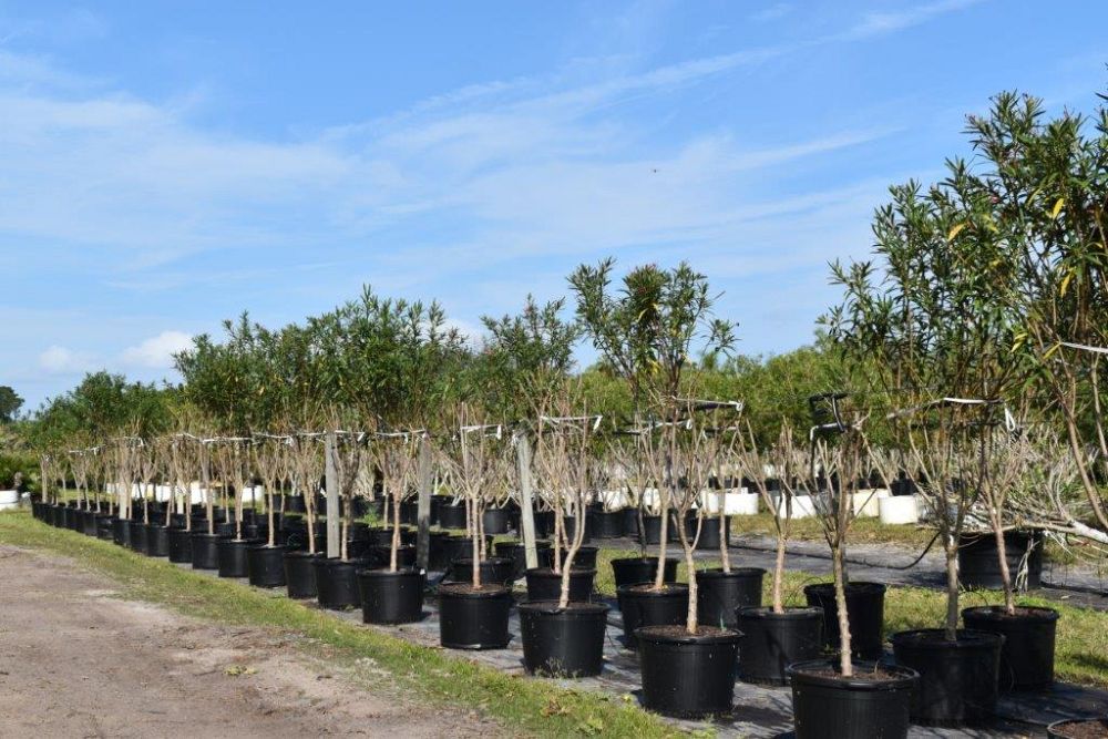 nerium-oleander-calypso-oleander