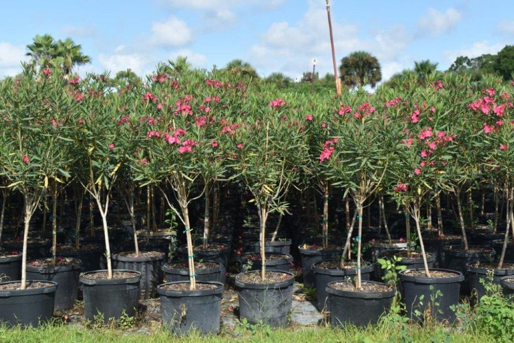 nerium-oleander-calypso-oleander
