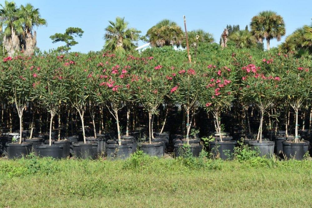 nerium-oleander-calypso-oleander