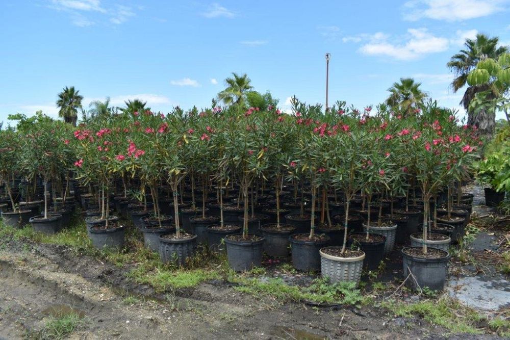 nerium-oleander-calypso-oleander