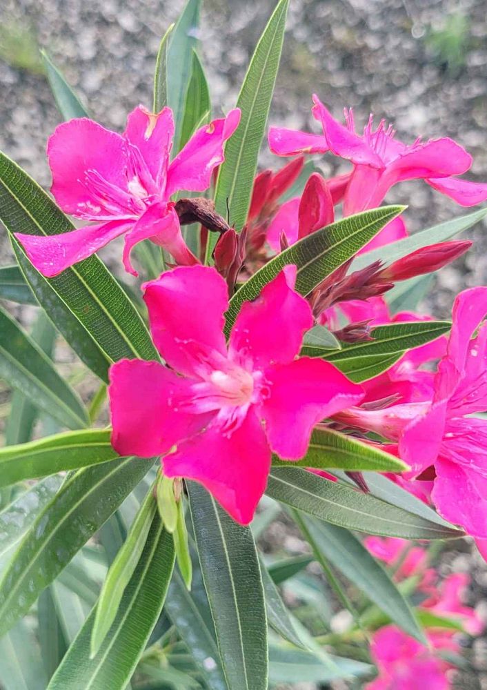 nerium-oleander-calypso-oleander