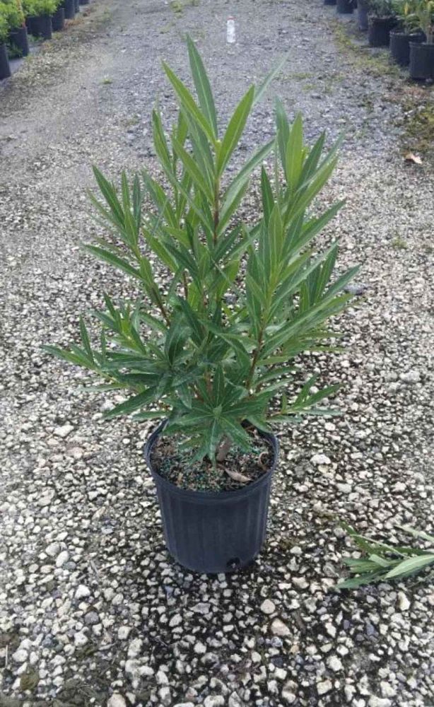 nerium-oleander-calypso-oleander