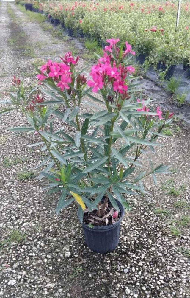 nerium-oleander-calypso-oleander