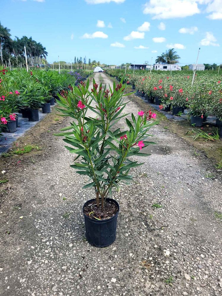 nerium-oleander-calypso-oleander