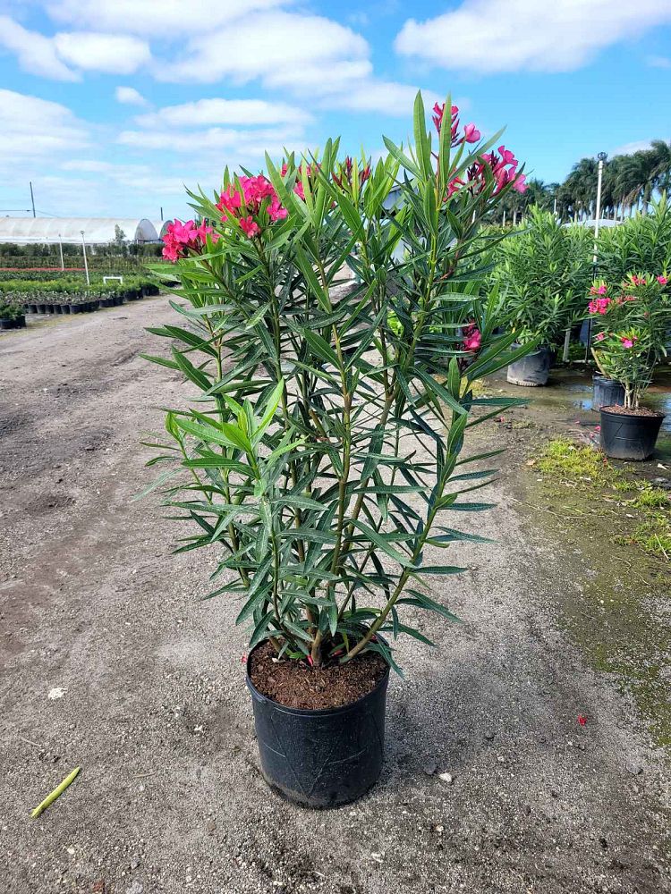 nerium-oleander-calypso-oleander