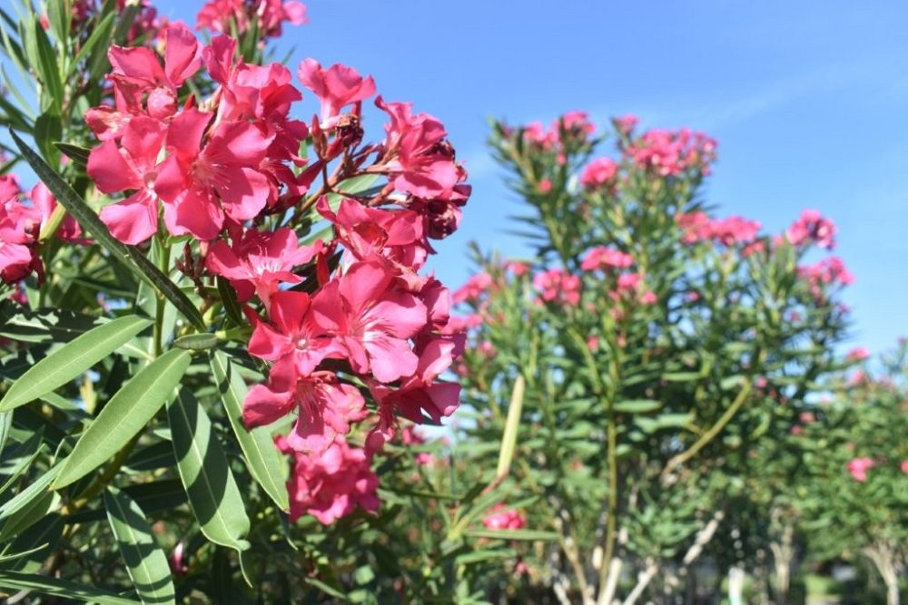 nerium-oleander-calypso-oleander