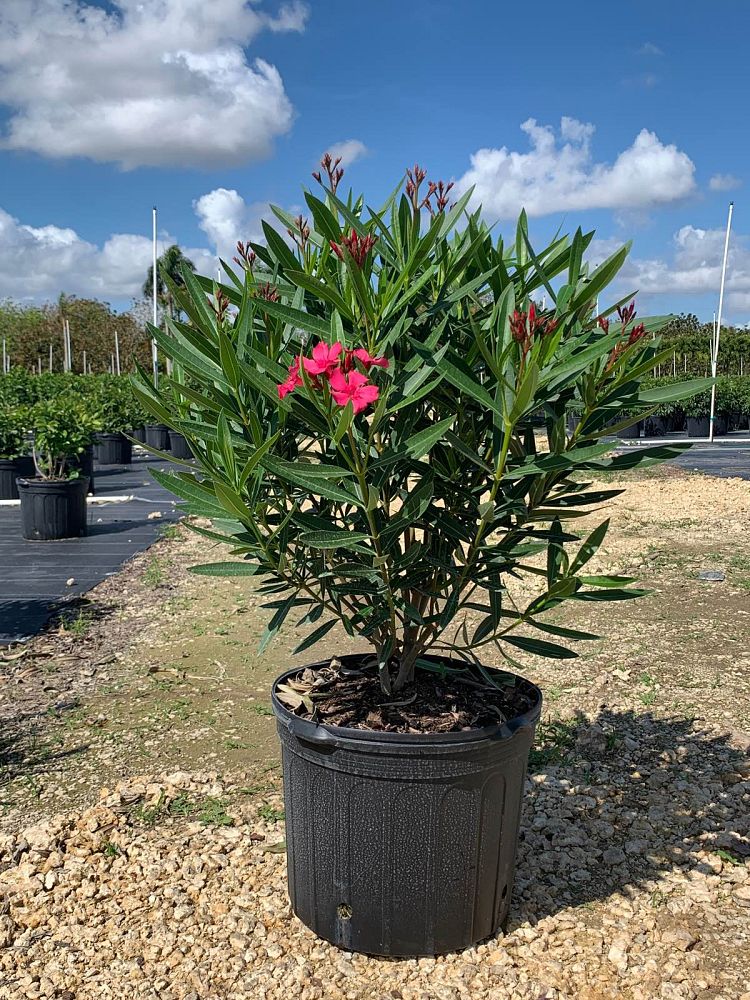 nerium-oleander-calypso-oleander