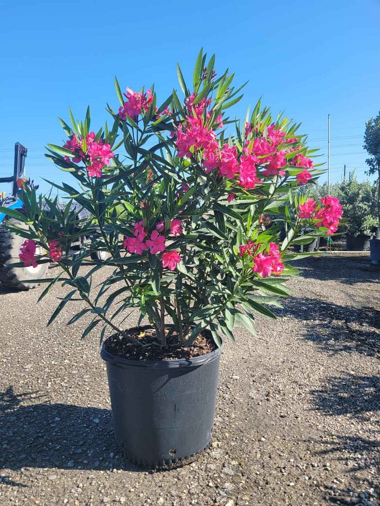 nerium-oleander-calypso-oleander