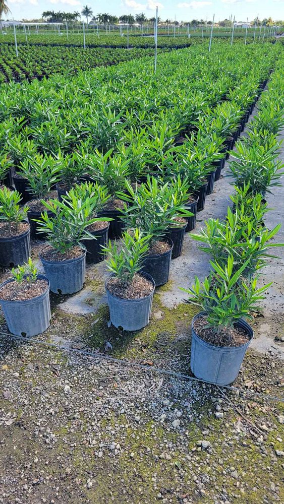 nerium-oleander-calypso-oleander