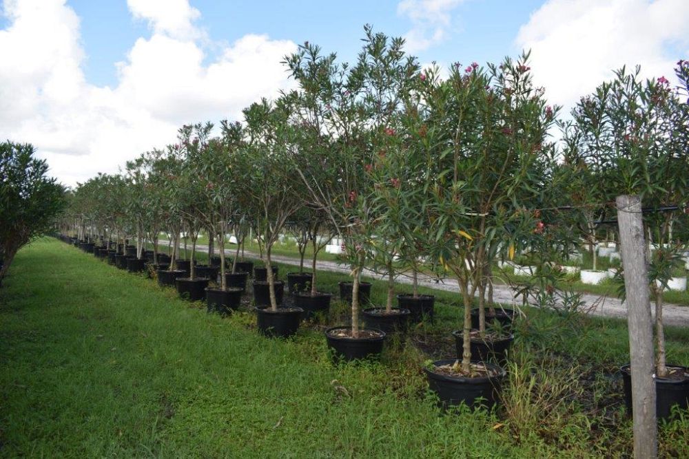 nerium-oleander-calypso-oleander