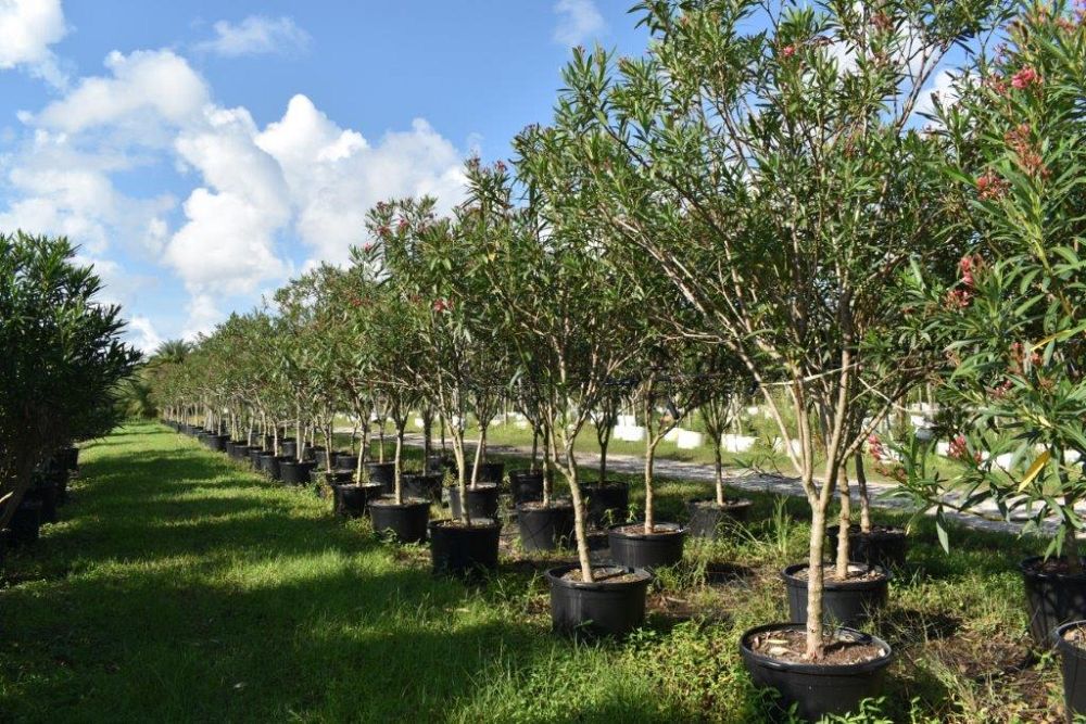 nerium-oleander-calypso-oleander