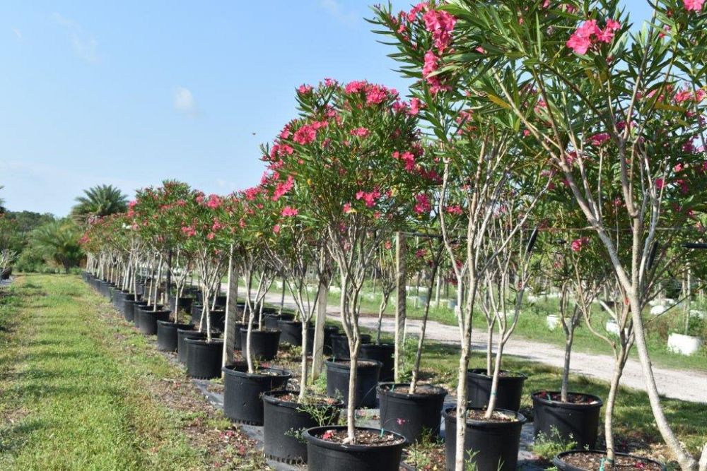 nerium-oleander-calypso-oleander