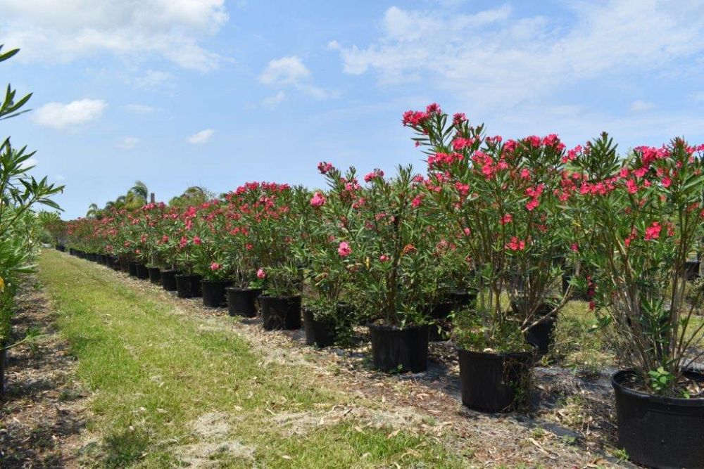 nerium-oleander-calypso-oleander