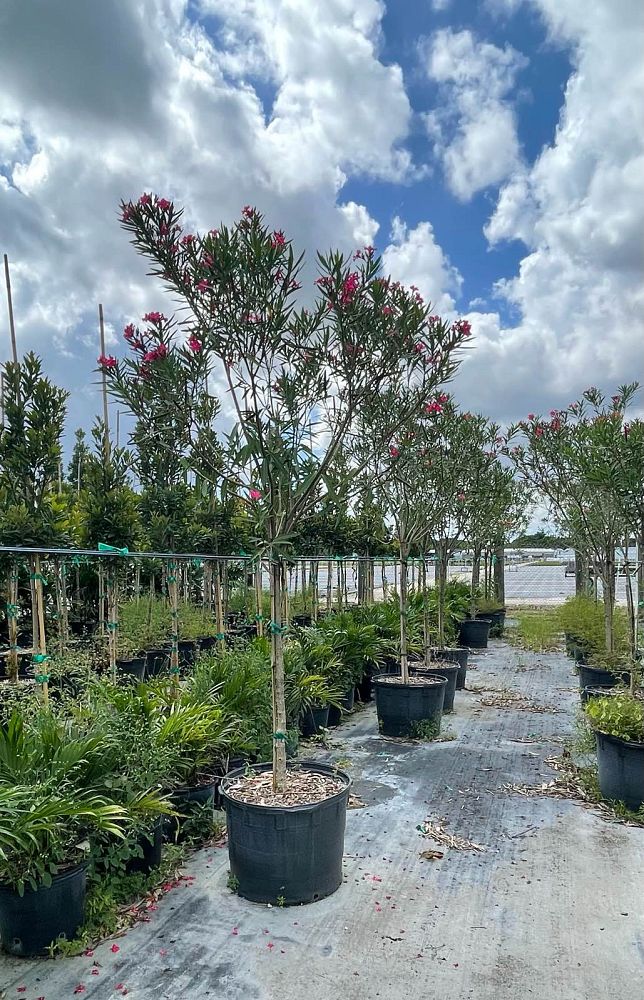 nerium-oleander-calypso-oleander