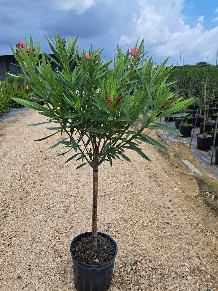 nerium-oleander-calypso-oleander