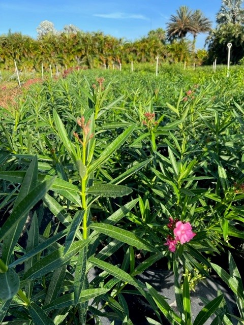 nerium-oleander-calypso-oleander