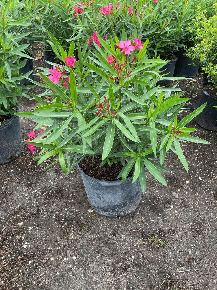 nerium-oleander-calypso-oleander