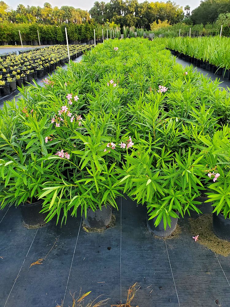 nerium-oleander-calypso-oleander