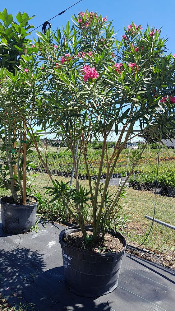 nerium-oleander-calypso-oleander