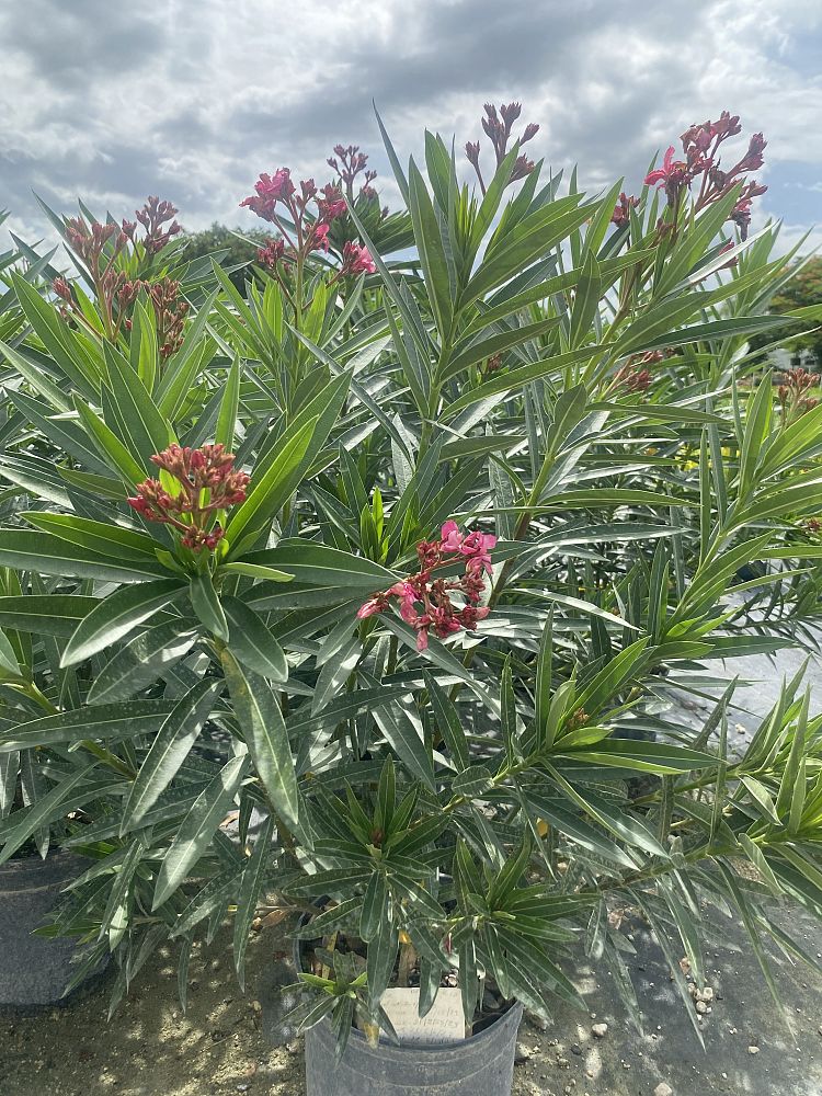nerium-oleander-calypso-oleander