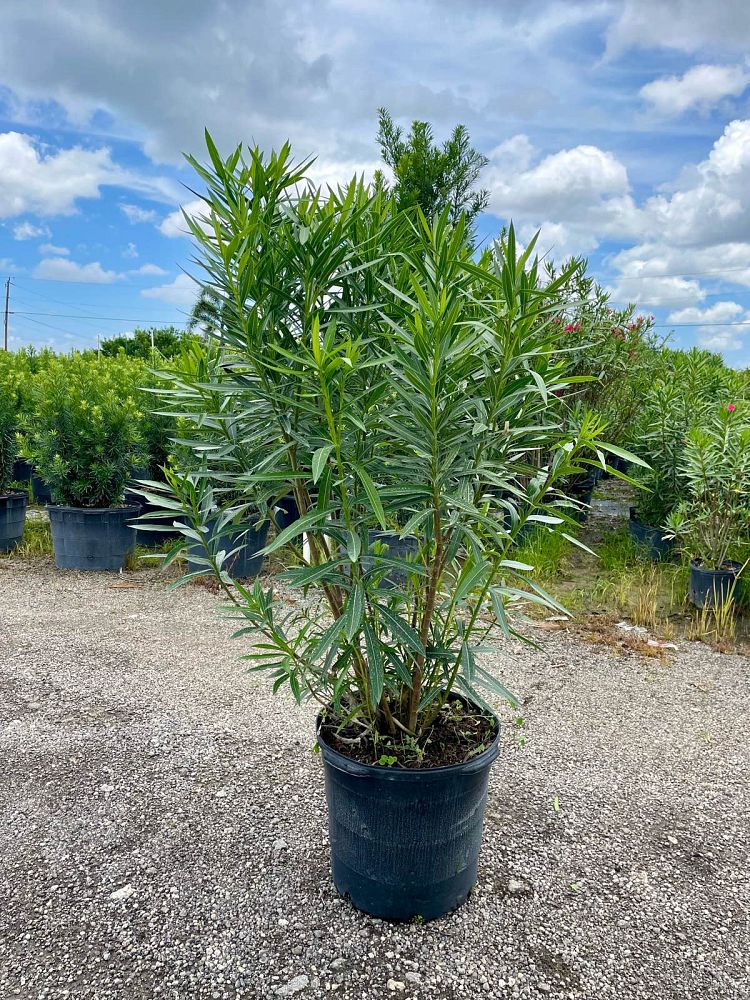nerium-oleander-calypso-oleander