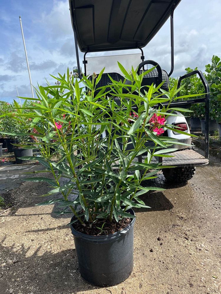 nerium-oleander-calypso-oleander