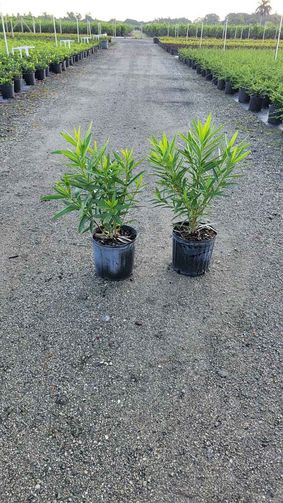 nerium-oleander-calypso-oleander