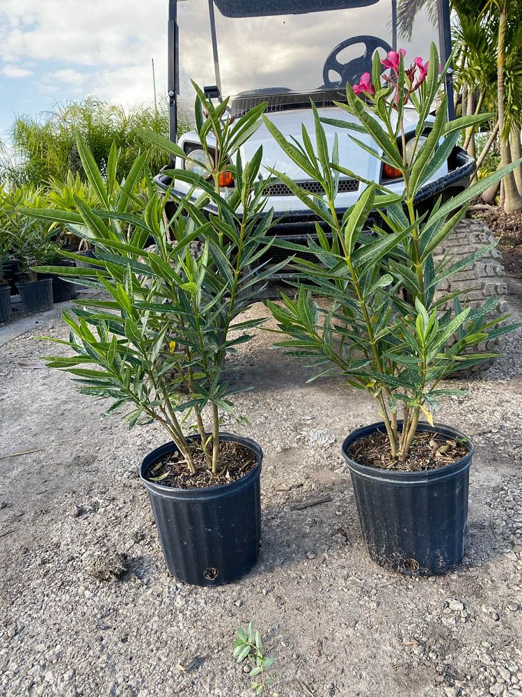 nerium-oleander-calypso-oleander