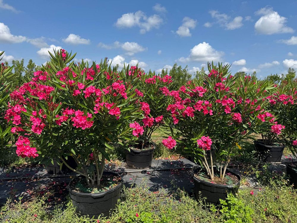 nerium-oleander-calypso-oleander