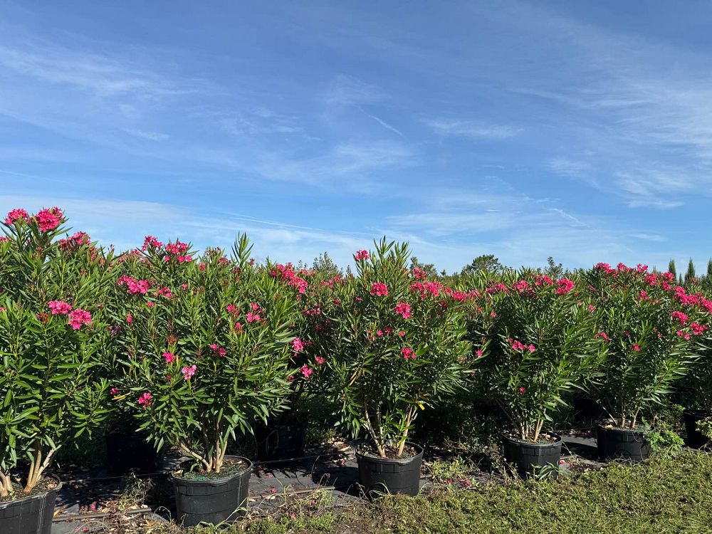 nerium-oleander-calypso-oleander