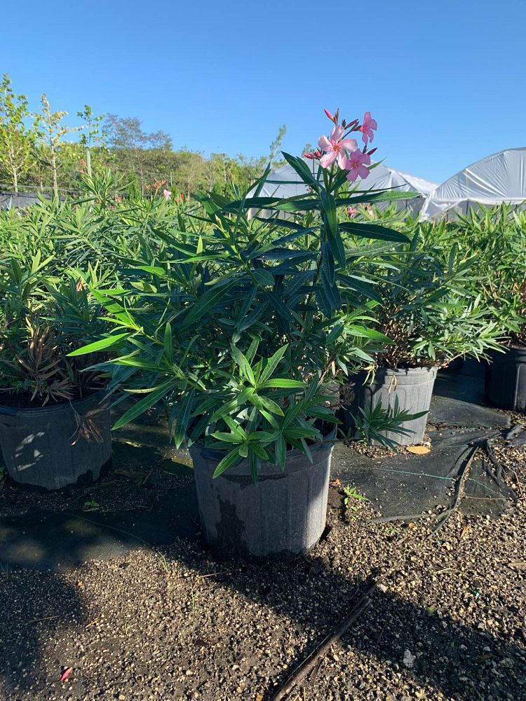 nerium-oleander-calypso-oleander