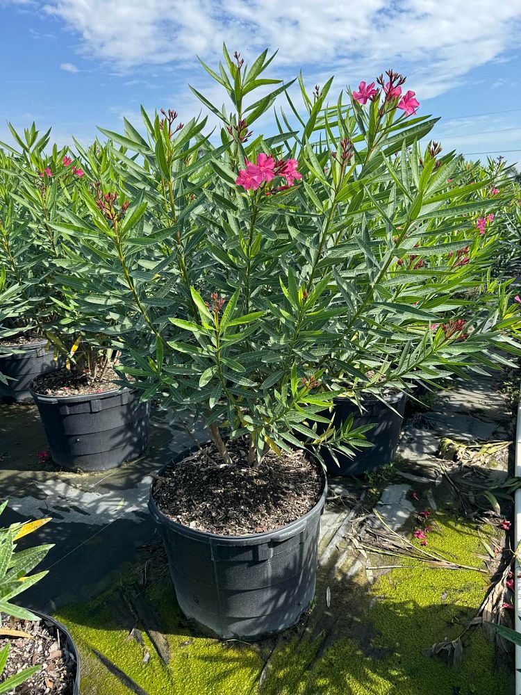 nerium-oleander-calypso-oleander
