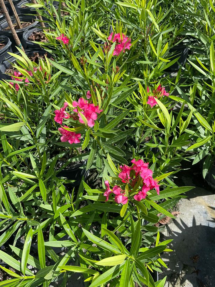 nerium-oleander-calypso-oleander
