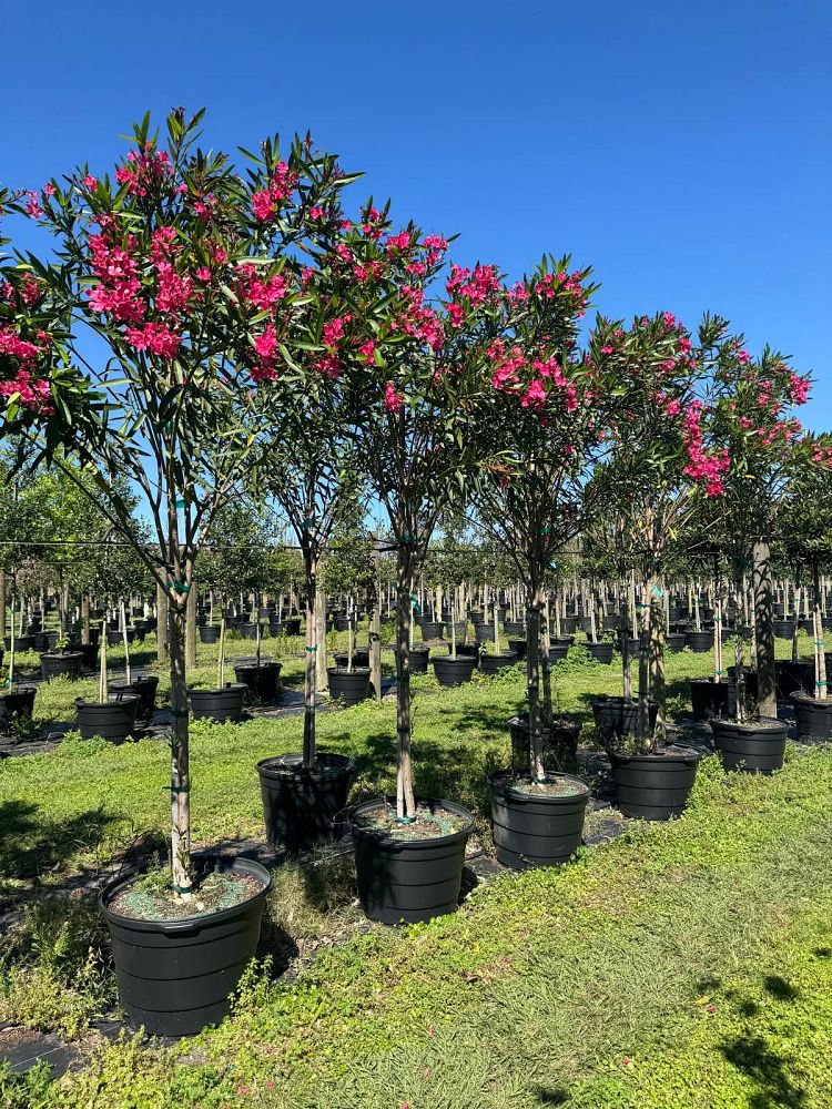 nerium-oleander-calypso-oleander
