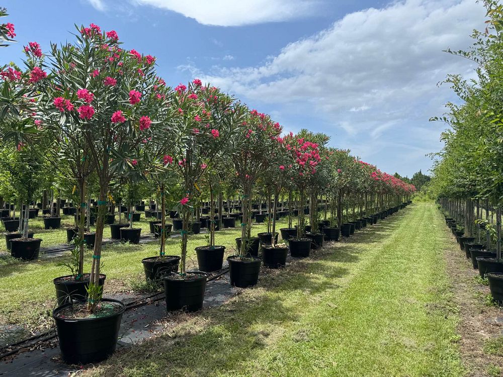 nerium-oleander-calypso-oleander